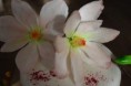 /album/fotogalerie-cukrove-ozdoby/dsc-0044-jpg/